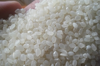 Japonica Rice